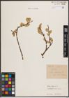 Foto von Salix caprea L.